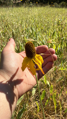 Rudbeckia glaucescens, photograph author not stated, no rights reserved