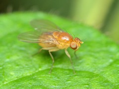 Neogriphoneura