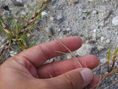 Parapholis incurva, photograph 3