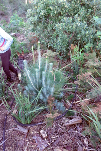 Pinus canariensis, photograph 4