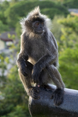 Trachypithecus selangorensis