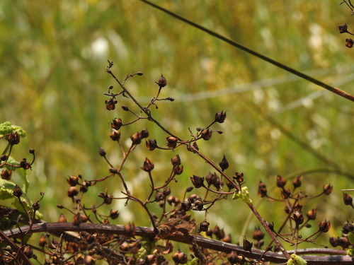 Scrophularia scorodonia, photograph 4