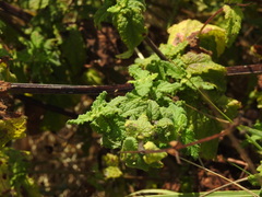 Scrophularia scorodonia, photograph (c) Duarte Frade, some rights reserved (CC BY)