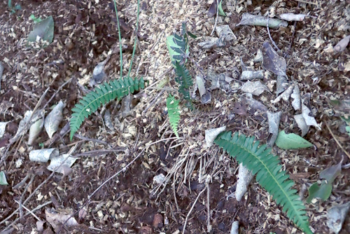Blechnum australe, photograph 1