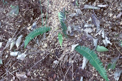 Blechnum australe, photograph (c) Tony Rebelo, some rights reserved (CC BY-SA)