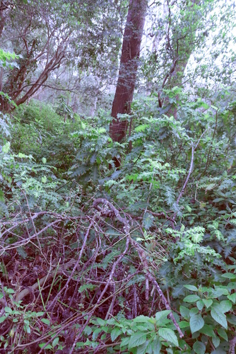 Acanthus pubescens, 2026-08-02