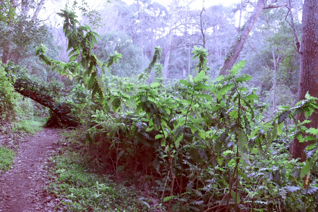 Acanthus polystachyus; photograph (c) Tony Rebelo, some rights reserved (CC BY-SA)