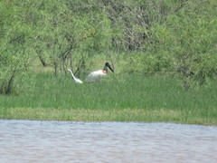 Jabiru mycteria