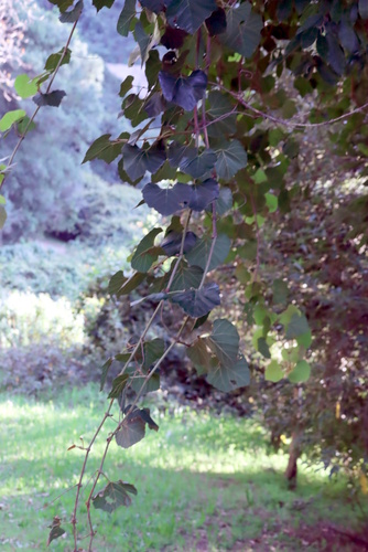 Rhoicissus tomentosa, photograph 2