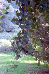 Rhoicissus tomentosa, photograph (c) Tony Rebelo, some rights reserved (CC BY-SA)