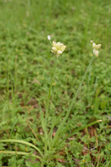 Allium canadense canadense