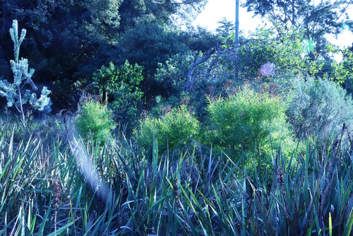 Hypericum canariense, photograph 2