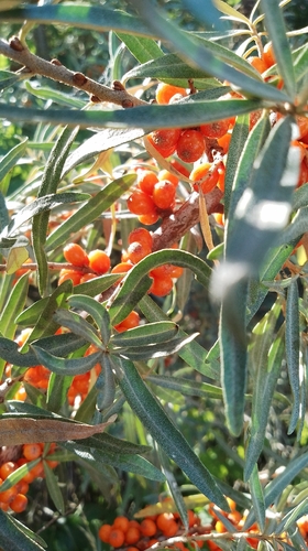 Sea-buckthorn