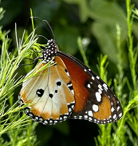 Plain Tiger Butterfly