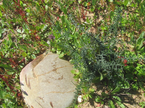 Asparagus aphyllus (Asparagus aphyllus)