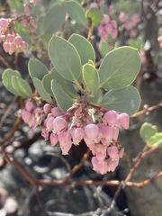 Arctostaphylos peninsularis