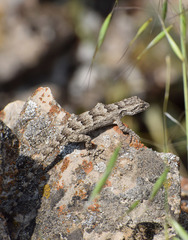 Mediodactylus russowii