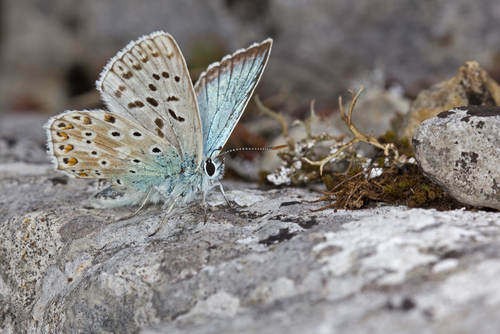 Chalkhill Blue