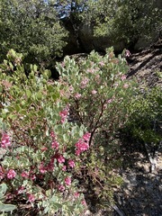 Arctostaphylos peninsularis
