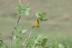 Emberiza bruniceps