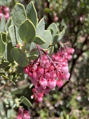 Arctostaphylos peninsularis