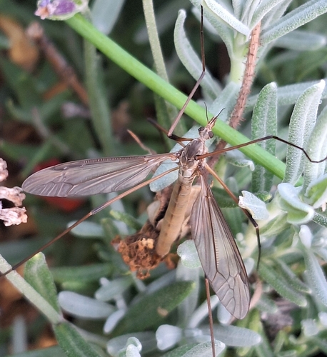 Tipula