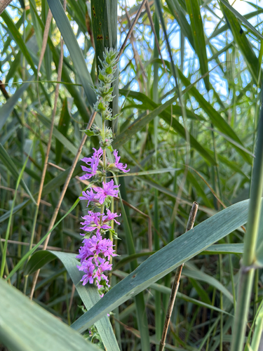 purple loosestrife