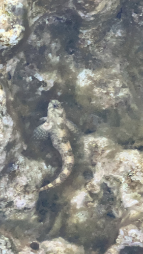 Montagu's Blenny