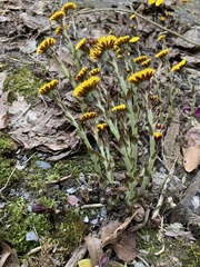 Tussilago farfara