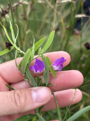 marsh pea