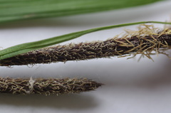 Carex acutiformis