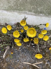 Tussilago farfara