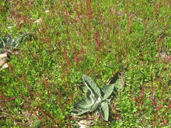 Powdery Mullein (Verbascum pulverulentum)