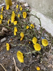 Tussilago farfara