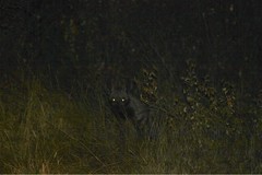 Hyaena hyaena
