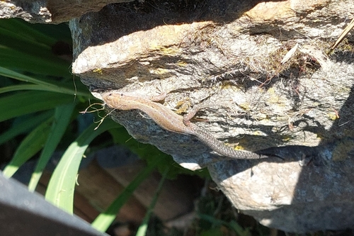 Viviparous Lizard