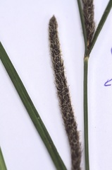 Carex acutiformis