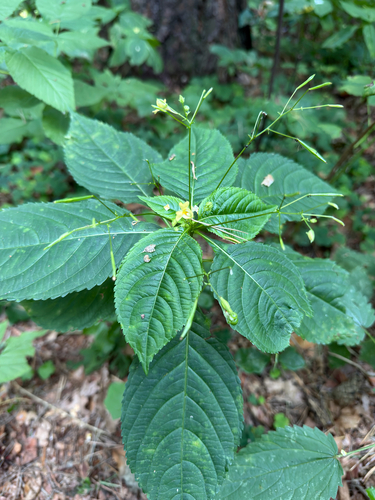 small balsam