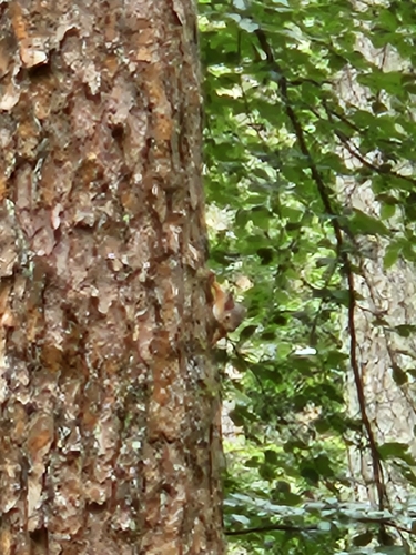 Eurasian Red Squirrel