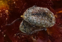 Trigonorhinus