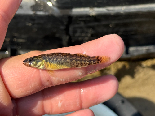 Mud darter (Etheostoma asprigene) — Percidae — 2