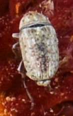 Trigonorhinus