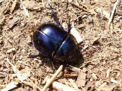 Trypocopris vernalis