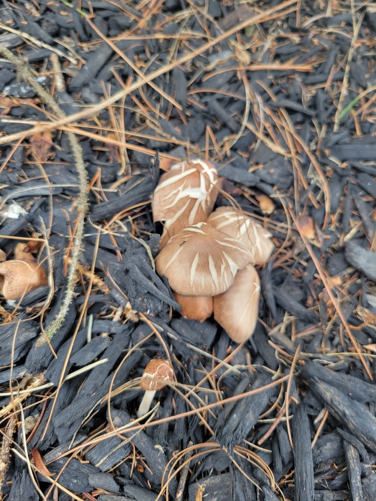 Luxury Caps · August 2026 · photo: Photo: no rights reserved · iNaturalist