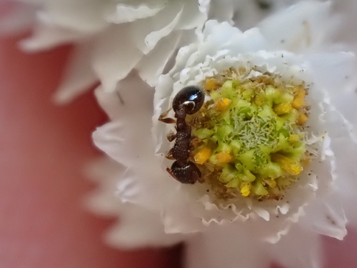 iNaturalist observation photo of Tricarinatus-group Acorn Ants