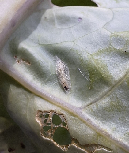 Plutella xylostella