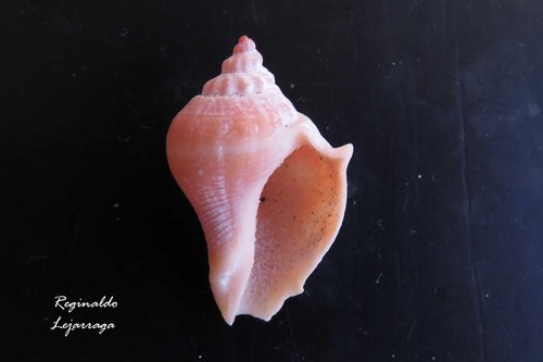 Caribbean Crown Conch