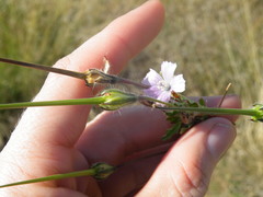 Monsonia angustifolia