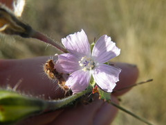 Monsonia angustifolia