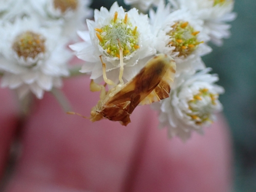iNaturalist observation photo of Phymata metcalfi
